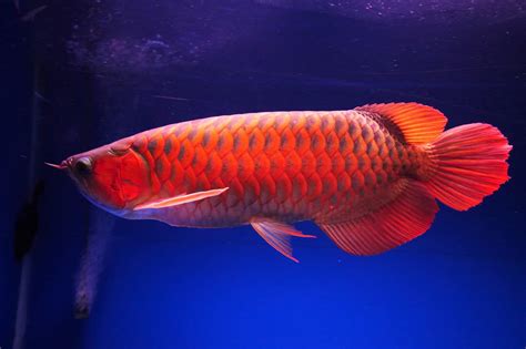 紅 龍 魚